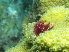 90 Christmas Tree Worm IMG 3840